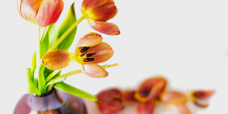 rote Tulpe verliert Blütenblätter